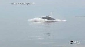 301K views · 6.7K reactions | WATCH: Wow! Breathtaking view from up close of a humpback whale breaching. | Good Morning America | Facebook