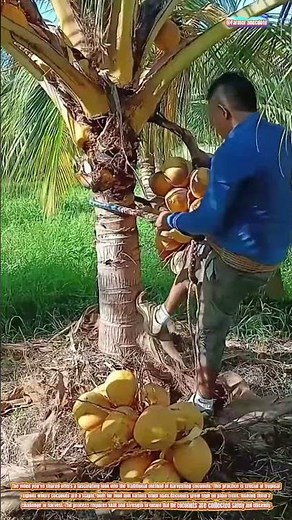The Art of Coconut Harvesting
