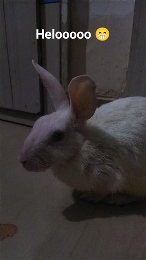 cutest rabbit on the internet #shorts #rabbit