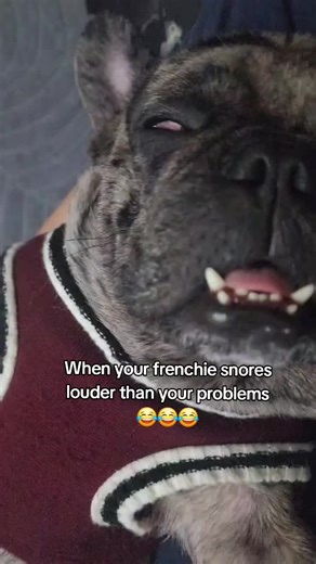 Frenchie Snoring Sounds: A Fun ASMR Experience