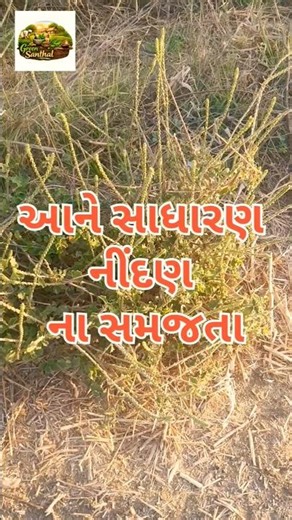 રસ્તાના કાંઠે મળતું આ વરદાન છે! 🌿 #plants #nature #india #viral #greensanthal
