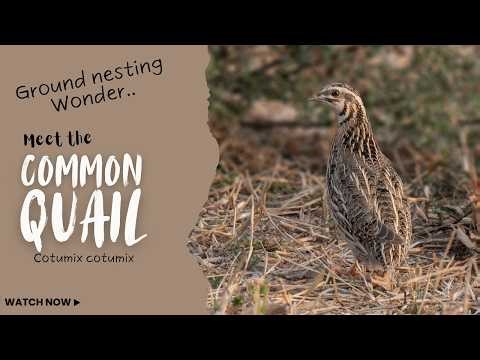 The Common Quail - Coturnix coturnix | Ground-Nesting Wonder #birds #trending #wildlife #quail