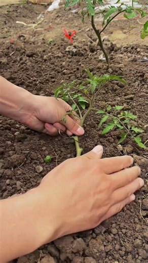 How to Plant Tomato Deeply for Stronger Roots 🍅🌿 #shorts #diy