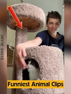 27K views · 252 reactions | Funniest Animal Clips | Barbie Blank | Facebook