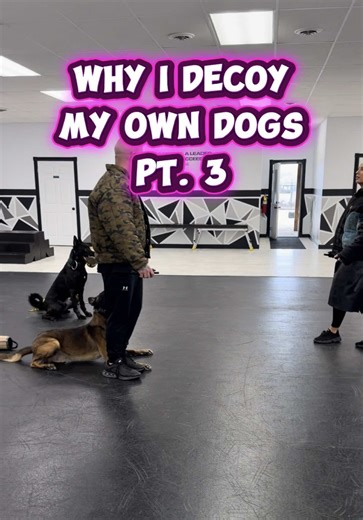 🟡 Why I Decoy My Own Dogs Pt. 3 🟡 In this video, Bre and I are working our dogs right on top of each other. This is one of many videos that will be posted in this series demonstrating high level of control on two very strong dogs. You will see and hear our dogs have the same commands and only respond to their handler. You’ll also see that our dogs act as if the other does not exist. EFLOTRAINING.com #k9 #workingdog #k9unit #bitework #policek9