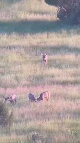 Gosky HD Spotting Scope 20-60x80mm with Tripod and Smartphone Adapter, BAK 4 Prism Spotter Scopes for Bird Watching Target Shooting Hunting Wildlife Scenery Moon Watching Hiking