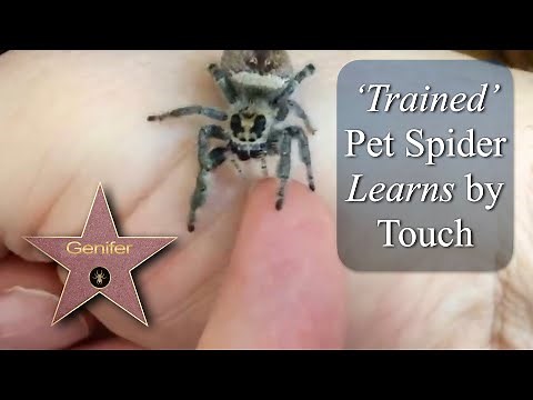 Genifer the Trained High Five Pet Jumping Spider Learns by Touch