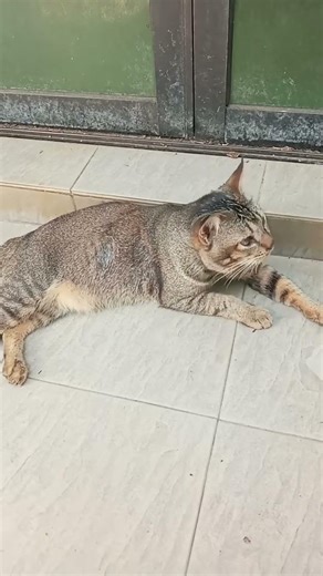 Time Machine Cats !!!! Longest Daily Cat's Story