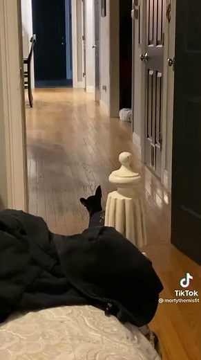 "Shake Senora" featuring Monty the misfit doing his thing. #cutestdog #dancingdogs