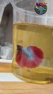 RARE BETTA FISH FLARING 🐠| ohm betta | bettafish