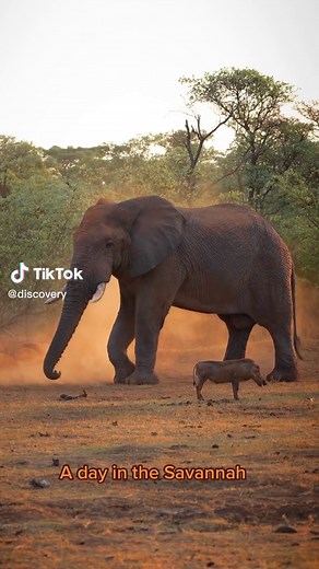 African Savannah Wildlife Exploration