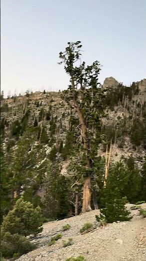 Hiking Adventure – Nevada’s Mount Charleston Summit #Adventure