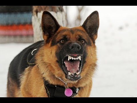 Angry German Shepherd Barking on Cows