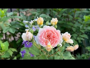 Rose Garden Tour 2025| David Austin Roses and more 🌹