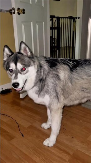 Funny Huskies – Loud & Hilarious Moments!