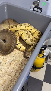Sunset poss. het. Ultramel x pastel spotnose enchi yb clown ❤️❤️❤️❤️ #snakelover #ballpythonlove #snek #royalpythons #morph #morphs #livingart #beardeddragon #herpetology #lizard #boa #animal #reptilelove #leopardgecko #snakelife #petsnake #gecko #clownballpython #ballpythoncollection #ballpythonmorphsofinstagram #exotic #nature #reticulatedpython #cornsnake #snakelove #snakekeeper #bananaballpython #boaconstrictor #lizards #piedballpython | Xclusive ball pythons