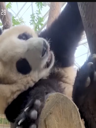 대나무 먹기의 귀여운 시작🐼♥️Panda World.🐼Everland Jeon Hal-si, Pan Song, Odungi. 🐼 🐼♥️The story of the K-Panda Bao family. ♥️Likes are love. 🐼♥️Story 2. I'm happy today too. 🐼♥️Panda World 2. ❤️Likes are love. I'll respond with likes. 🐼It was a short moment, but I was happy. 🐼Leaving past regrets behind. ♥️Thank you for the likes and follows. 🐼♥️You were a beautiful memory to me. Hello? 🐼♥️Thank you for the likes and follows. What happened today? K-Panda spreads laughter and happiness. Panda Worl