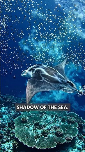 Giant Manta Ray Cinematic Ocean Journey Ultra Realistic Deep Sea Documentary 4K