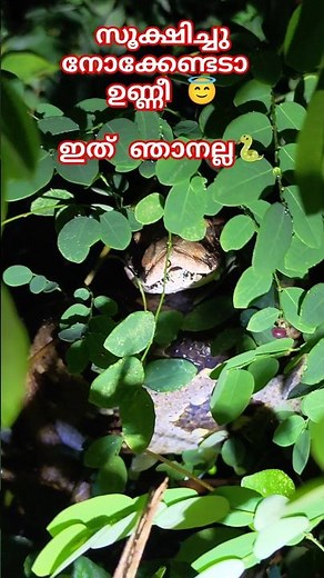 വേലിയിലിരുന്ന പാമ്പ് 🐍| Rescuing an Indian Rock Python #sarpa #urbansnakelife #snakevideo