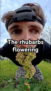 The rhubarb is flowering, what should we do?