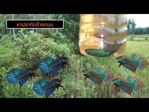 หาปลากัดข้างถนนที่คนมองข้าม#ปลากัดป่า #ว่างeหลี