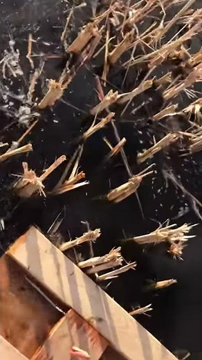 Muskrat trapping using floats