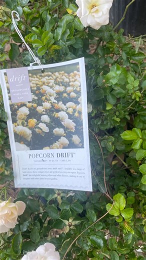 Cheap Scapes Nursery LLC on Instagram: "For Sale. Further information contact Rob 985 788 5603. Popcorn Drift® is a low-maintenance, disease-resistant groundcover rose that blooms with buttery yellow, double flowers fading to creamy white from spring to frost. Ideal for zones 4–11, this shrub reaches 1½–2 feet tall and 2–3 feet wide. They thrive in full sun, require well-draining soil, and are perfect for borders, containers, or erosion control on slopes."