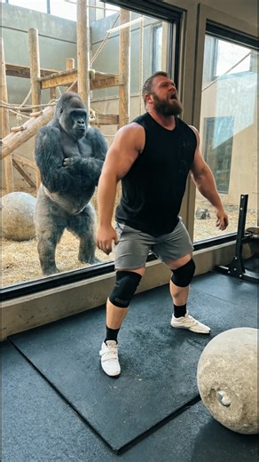 Human Peak Strength vs. Average Gorilla Warmup 🦍💪 This is the difference between training for years and just being born strong. 🦍💪 The Strongman is fighting for his life while the Silverback treats it like a toy. Tag your gym partner who needs to see this! #strengthtraining #atlasstone #powerlifting #natureismetal #silverbackgorilla #beastmode #humanvsanimal #gymmotivation #viralvideo #gorilla #weightlifting | The AI Feed: Viral AI
