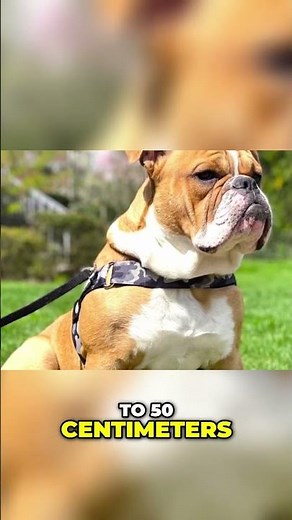 English Bulldog vs Victorian Bulldog – BIG Difference!