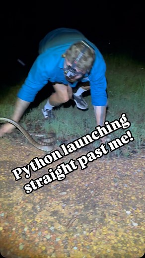 Damian 'Wildman' Duffy | The Black Headed Python, along with the Woma Python, are very unique species of constrictors.. neither of them have heat pits! Kungarakan,... | Instagram