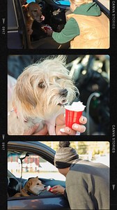 Did someone say puppies? 🐶🐾 Yesterday morning, Meadow Lane Elementary LSR7 treated furry friends to tasty pup cups during car rider drop-off to raise funds for a school therapy dog and support their read-a-thon. Just look at those happy pups! 🐕❤️ #R7proud | Lee's Summit R-7 School District
