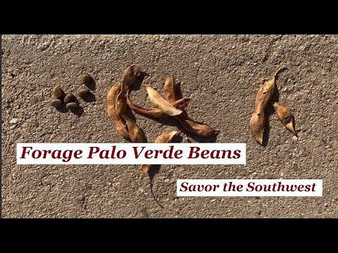 Forage Palo Verde Beans 🌳 Savor the Southwest