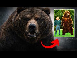 The Biggest Bear Ever Recorded