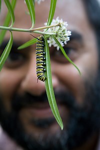 How milkweed plants defend against monarch butterflies | Data Nuggets