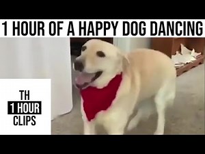 1 Hour of a Happy Dog Dancing