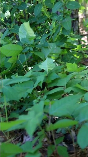 Virginia Creeper, Poison Oak, Poison Ivy: How to tell the difference.