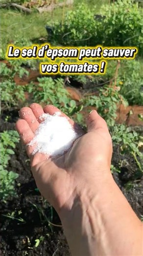 Le SECRET pour des TOMATES GÉANTES (Sels d'Epsom) ! 🍅 #jardinage #tomates
