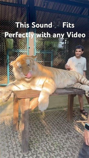 This Tiger🐅 was very Huge at Tiger Park #tiger #pattaya #thailand