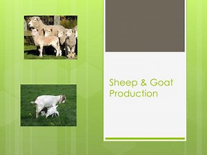 Sheep &amp; Goat Production - SlideServe