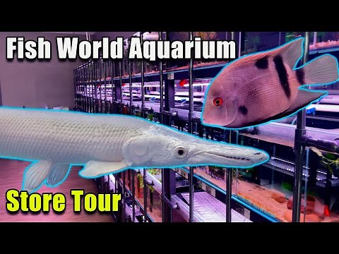 A Store Packed With Rare Fish! Fish World Aquarium Store Tour