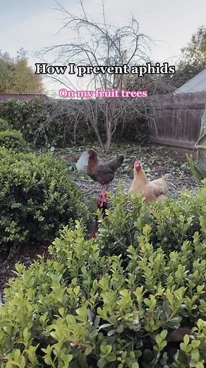 Pomegranate Tree Care Tips for a Healthy and Fruitful Garden