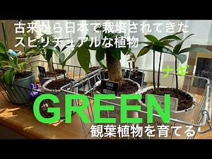 【GREEN】観葉植物を育てる🪴古来から日本で栽培されてきたスピリチュアルな植物 ナギ をお世話する！