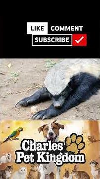 Become a Honey Badger Expert with These Amazing Characteristics