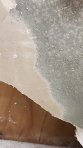 4 comments | Why Is Mold Testing Important in Los Angeles Homes?...