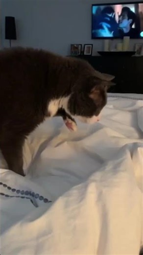 Cat scared of a nail file 2.0