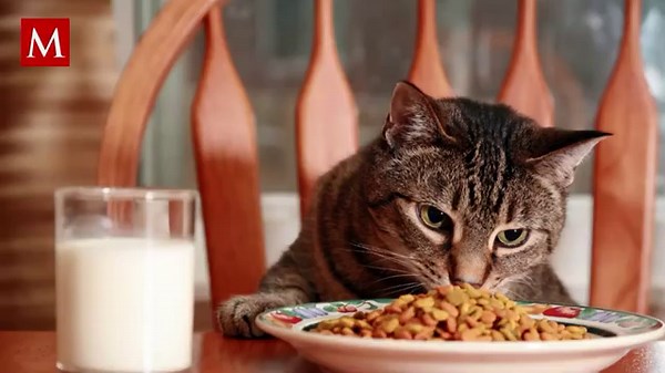 Guía Completa de Nutrición para Croquetas de Gato: Lo que Deben Contener y Evitar