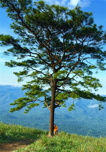 มาหาแล้วน่ะ#ต้นสนเดียวดาย🌳 #ต้นสนเดียวดายดอยหลวงตาก🌲