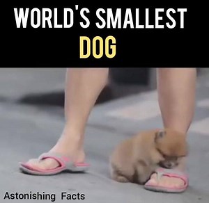 World's Smallest Dog, Isn't it Cute? | Astonishing Facts