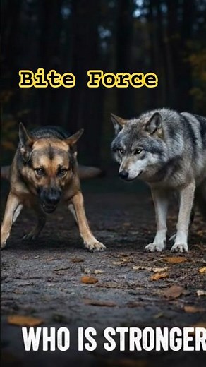 WOLF vs GERMAN SHEPHERD: Who Is The Real King? 🐺🐕