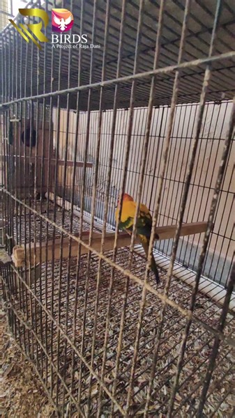 Angry Sun Conures Compilation